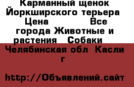 Карманный щенок Йоркширского терьера › Цена ­ 30 000 - Все города Животные и растения » Собаки   . Челябинская обл.,Касли г.